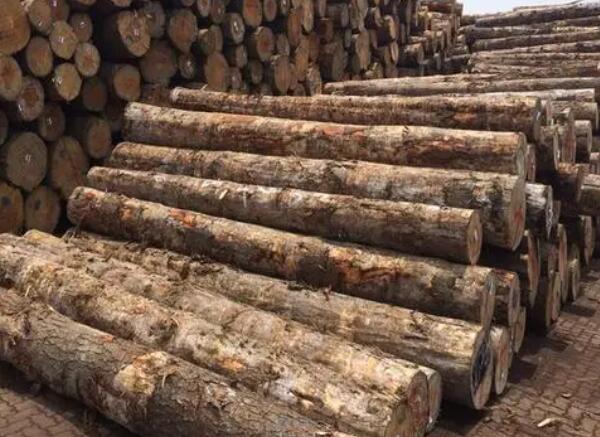 加勒比松原木進(jìn)口報關(guān)清關(guān)代理服務(wù)【經(jīng)典案例】